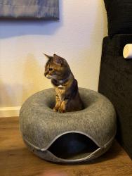 Lost Female Cat last seen East Bidwell near CalFit, Folsom, CA 95630