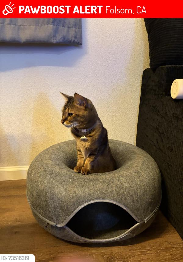 Lost Female Cat last seen East Bidwell near CalFit, Folsom, CA 95630