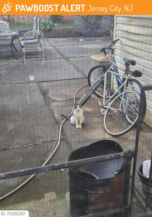 Found/Stray Unknown Cat last seen Hancock and. Bowers, Jersey City, NJ 07307