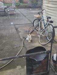 Found/Stray Unknown Cat last seen Hancock and. Bowers, Jersey City, NJ 07307