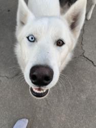 Lost Male Dog last seen Near Bancroft and 90, Oakland, CA 94605
