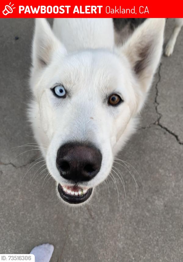 Lost Male Dog last seen Near Bancroft and 90, Oakland, CA 94605