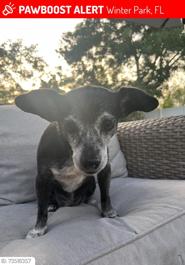 Lost Female Dog last seen Rouen ave winter park, Winter Park, FL 32789