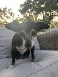 Lost Female Dog last seen Rouen ave winter park, Winter Park, FL 32789