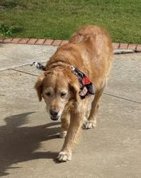 Reunited Male Dog last seen 158th and Louisville, Lubbock County, TX 79423
