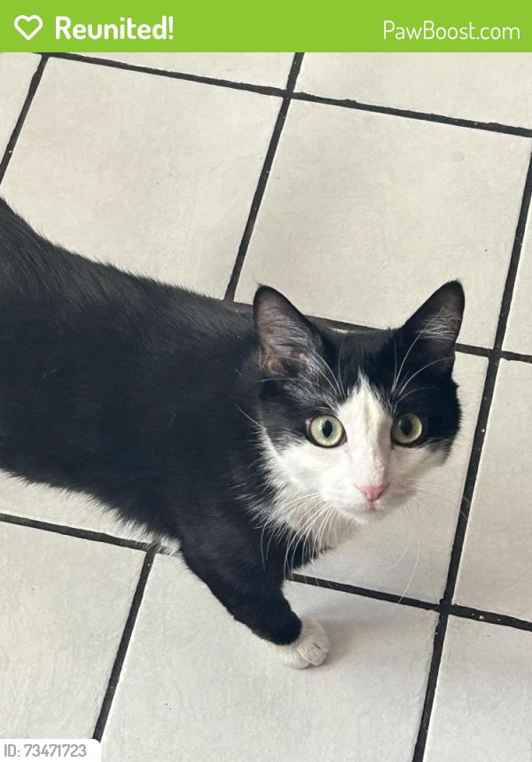 Reunited Female Cat last seen culture coffee, Salt Lake City, UT 84116