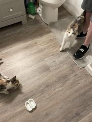 Found/Stray Female Cat last seen JC park, O'Fallon, MO 63366