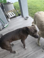 Found/Stray Male Dog last seen 34th St SW, Lehigh Acres, FL 33976