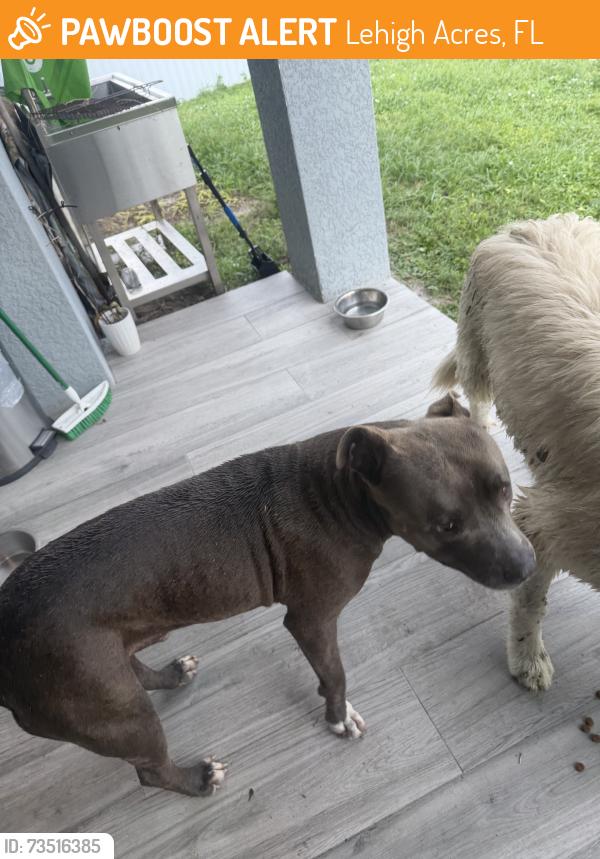 Found/Stray Male Dog last seen 34th St SW, Lehigh Acres, FL 33976