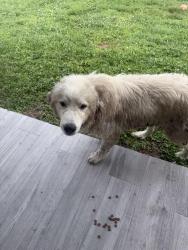 Found/Stray Unknown Dog last seen 35th st sw, Lehigh Acres, FL 33976