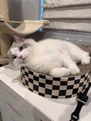 Lost Male Cat last seen Central Avenue & Francis, Chino, CA 91710