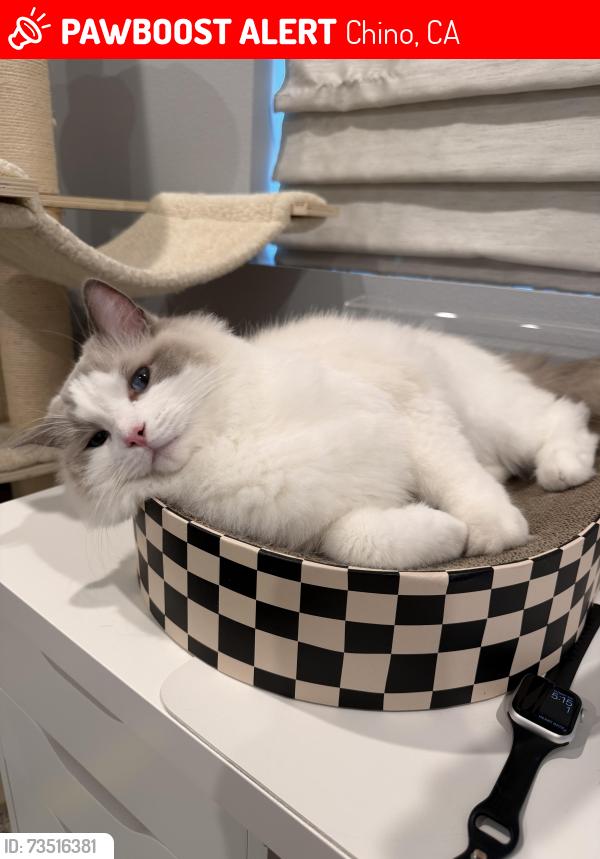 Lost Male Cat last seen Central Avenue & Francis, Chino, CA 91710