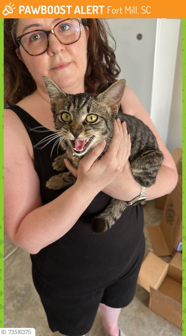Found/Stray Female Cat last seen Near the Fort Mill neighborhood Walmart, in Oakland Pointe, Fort Mill, SC 29715