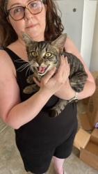 Found/Stray Female Cat last seen Near the Fort Mill neighborhood Walmart, in Oakland Pointe, Fort Mill, SC 29715