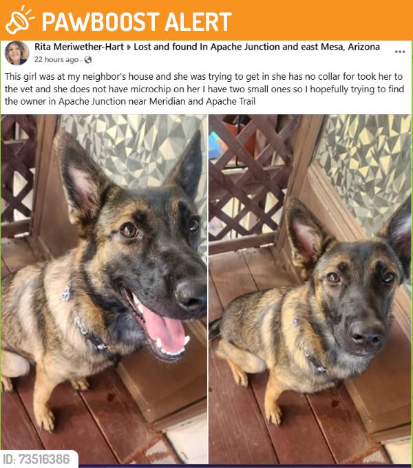 Found/Stray Unknown Dog last seen N Meridian Dr and Apache Trail, Apache Junction, AZ 85220