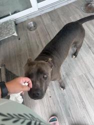 Found/Stray Unknown Dog last seen 35th st sw, Lehigh Acres, FL 33976