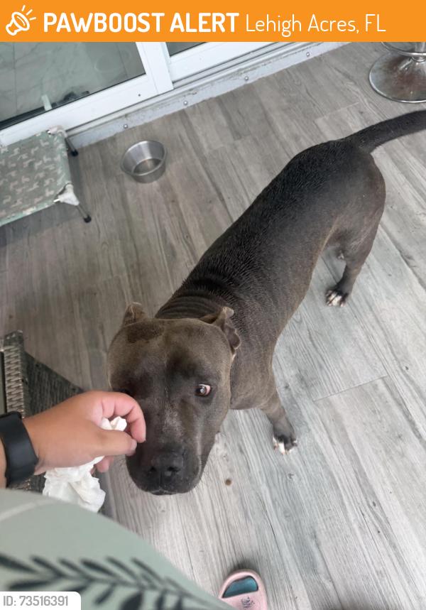 Found/Stray Unknown Dog last seen 35th st sw, Lehigh Acres, FL 33976