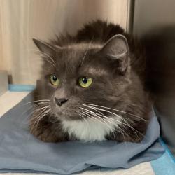 Shelter Stray Female Cat last seen , 3607 N Armenia Ave, Tampa, FL 33607, USA