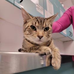 Shelter Stray Male Cat last seen , 3607 N Armenia Ave, Tampa, FL 33607, USA