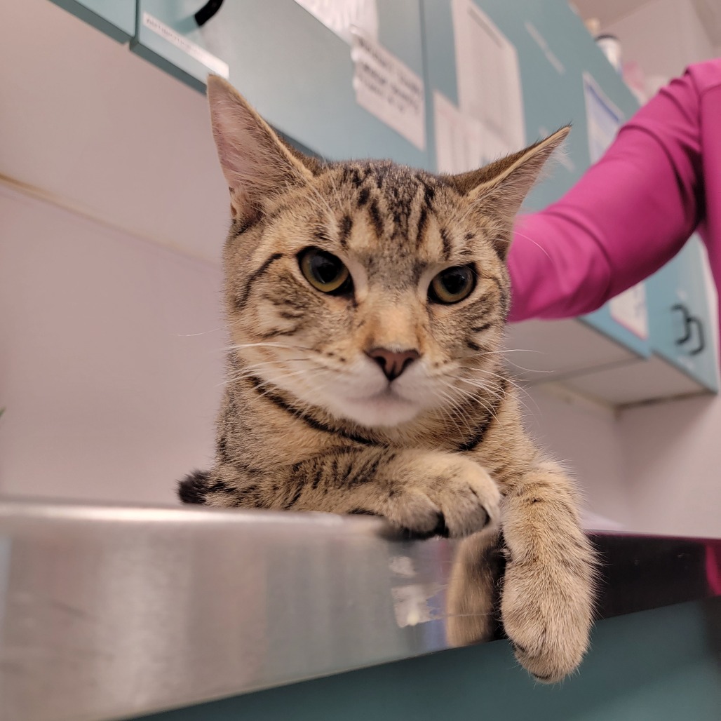 Shelter Stray Male Cat last seen , 3607 N Armenia Ave, Tampa, FL 33607, USA
