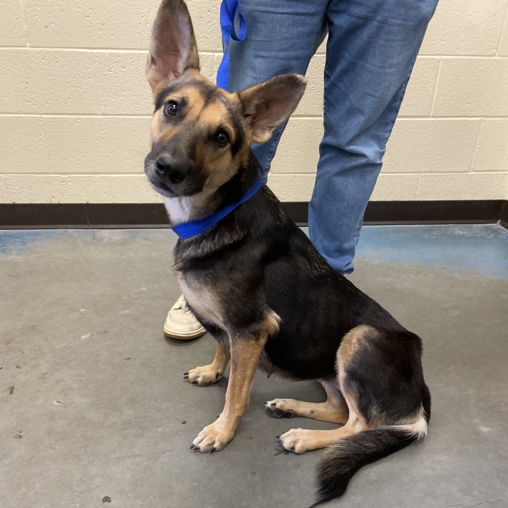 Shelter Stray Female Dog last seen , 2350 Appling City Cove, Memphis, TN 38133, USA