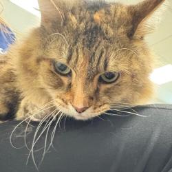Shelter Stray Female Cat last seen , Animal Care & Control Team of Philly, 111 W Hunting Park Ave, Philadelphia, PA 19140, USA