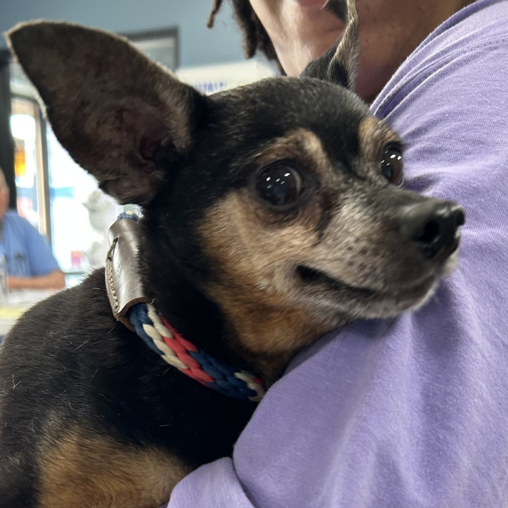 Shelter Stray Unknown Dog last seen , 124 Evergreen Ave, Newark, NJ 07114, USA