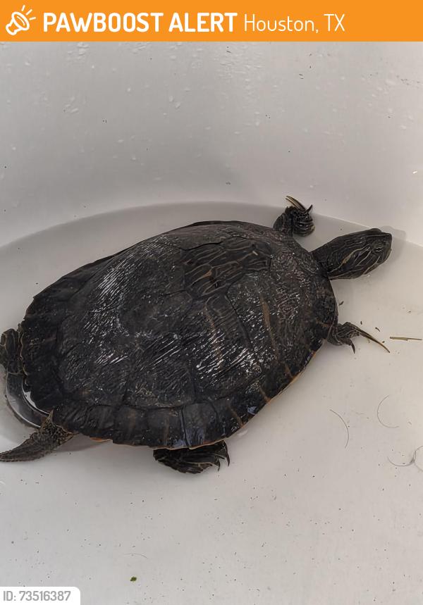 Found/Stray Unknown Reptile last seen Villages of Lanham Creek, Houston, TX 77084