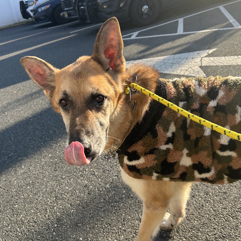 Shelter Stray Male Dog last seen , 124 Evergreen Ave, Newark, NJ 07114, USA