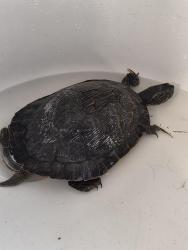 Found/Stray Unknown Reptile last seen Villages of Lanham Creek, Houston, TX 77084