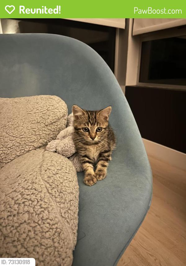 Reunited Female Cat last seen Orange drive between Wilshire and 6th, Los Angeles, CA 90036