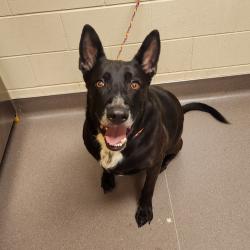 Shelter Stray Male Dog last seen , 3428 S Jenkins Ave, Norman, OK 73072, USA