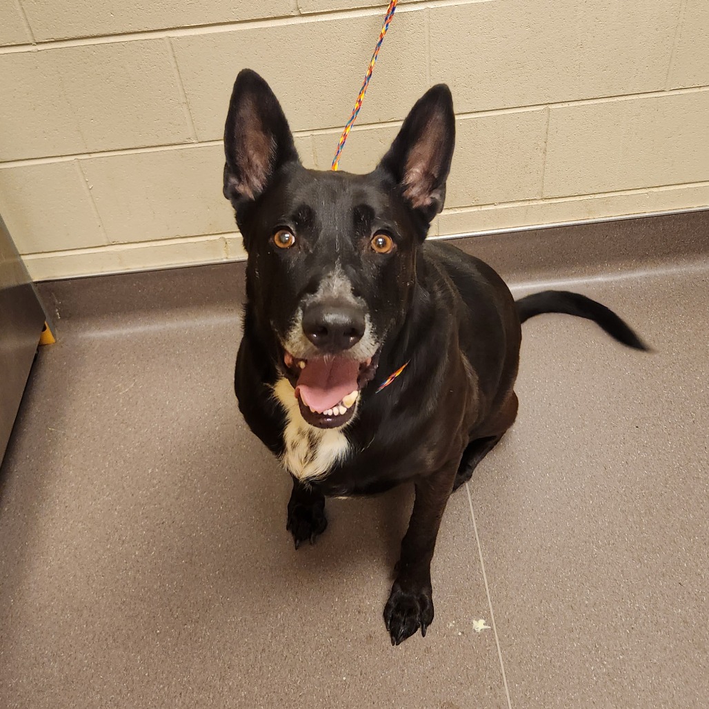 Shelter Stray Male Dog last seen , 3428 S Jenkins Ave, Norman, OK 73072, USA