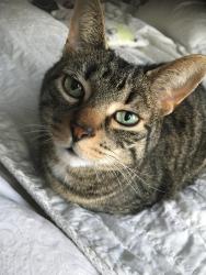 Lost Male Cat last seen Elmer ave and queen street, Toronto, ON M4L 1H5