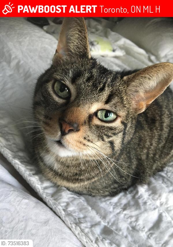 Lost Male Cat last seen Elmer ave and queen street, Toronto, ON M4L 1H5