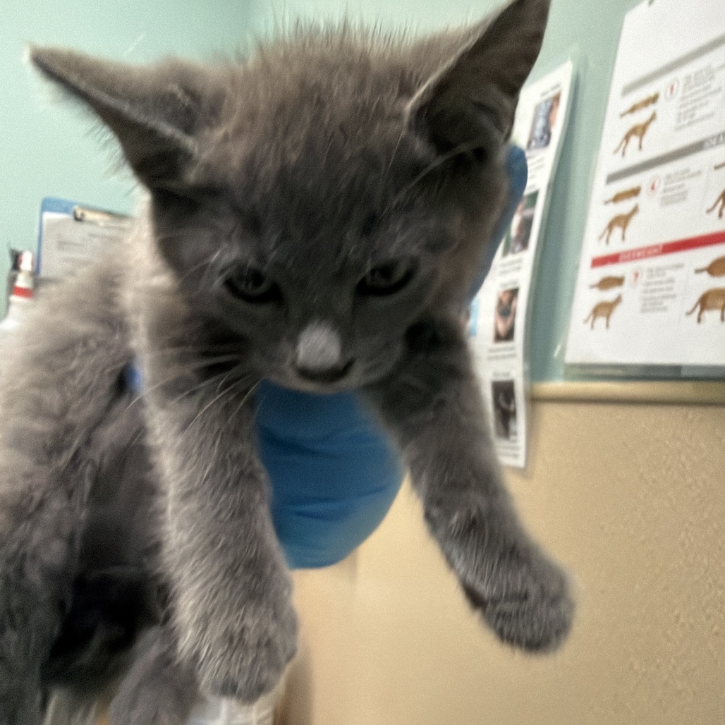 Shelter Stray Male Cat last seen , 2608 Center St, Tacoma, WA 98409, USA