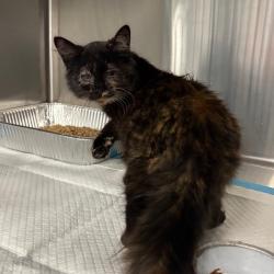 Shelter Stray Female Cat last seen , 980 Guilford College Rd, Greensboro, NC 27409, USA