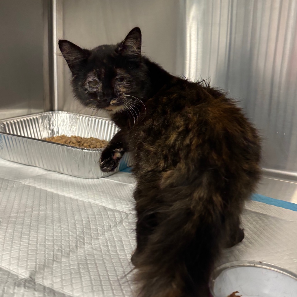 Shelter Stray Female Cat last seen , 980 Guilford College Rd, Greensboro, NC 27409, USA