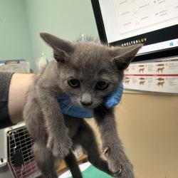 Shelter Stray Male Cat last seen , 2608 Center St, Tacoma, WA 98409, USA