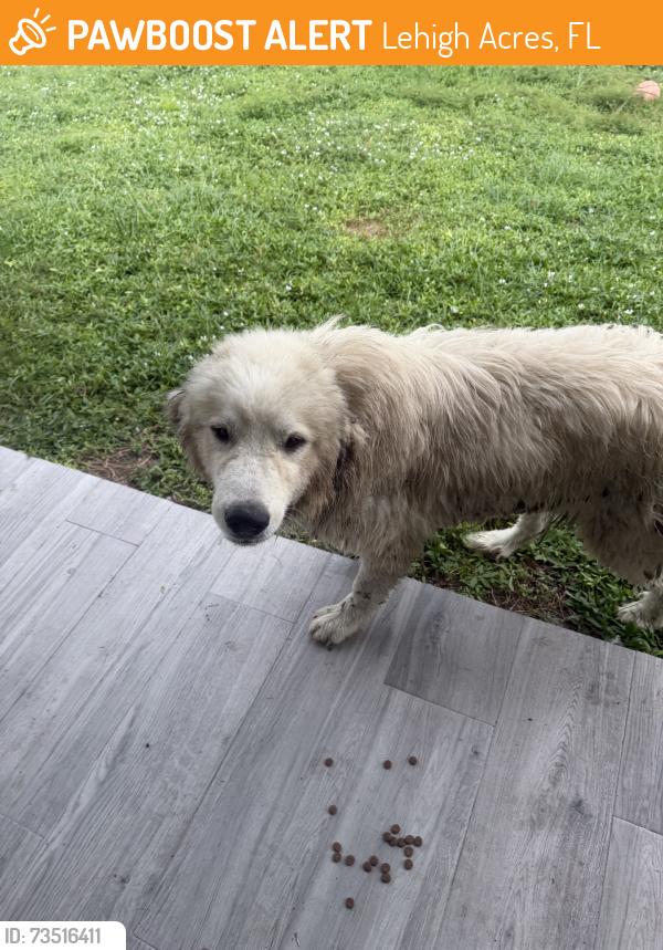 Found/Stray Unknown Dog last seen 34th St SW, Lehigh Acres, FL 33976