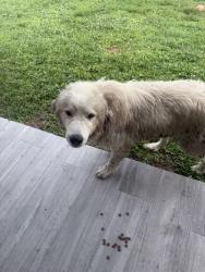 Found/Stray Unknown Dog last seen 34th St SW, Lehigh Acres, FL 33976