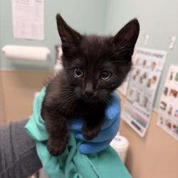 Shelter Stray Female Cat last seen , 2608 Center St, Tacoma, WA 98409, USA
