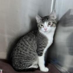 Shelter Stray Male Cat last seen , 21800 Central Ave, Matteson, IL 60443, USA