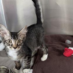 Shelter Stray Male Cat last seen , 21800 Central Ave, Matteson, IL 60443, USA