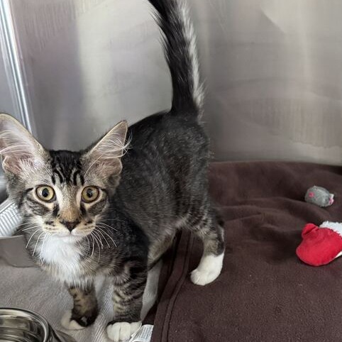 Shelter Stray Male Cat last seen , 21800 Central Ave, Matteson, IL 60443, USA