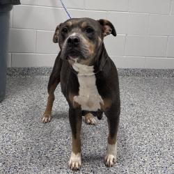Shelter Stray Female Dog last seen , 328 Furman Hall Rd, Greenville, SC 29609, USA