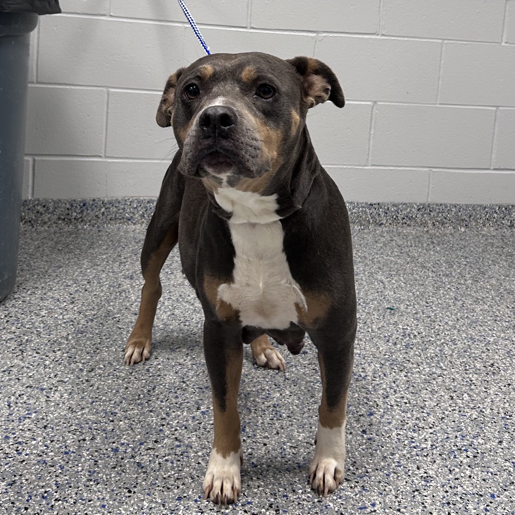 Shelter Stray Female Dog last seen , 328 Furman Hall Rd, Greenville, SC 29609, USA