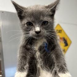 Shelter Stray Female Cat last seen , 328 Furman Hall Rd, Greenville, SC 29609, USA