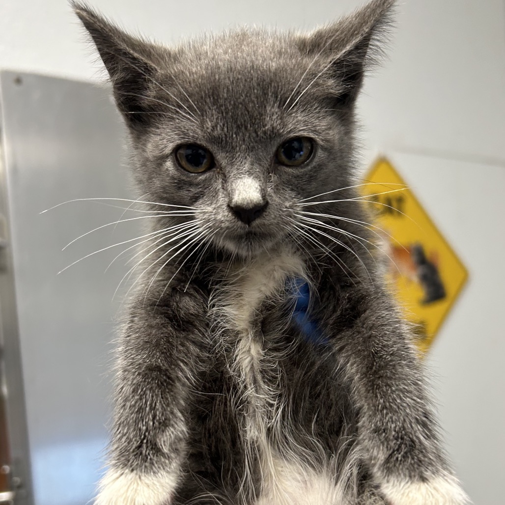 Shelter Stray Female Cat last seen , 328 Furman Hall Rd, Greenville, SC 29609, USA