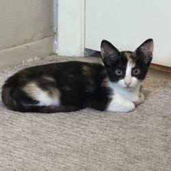 Shelter Stray Female Cat last seen , 8020 Washington St, Port Richey, FL 34668, USA